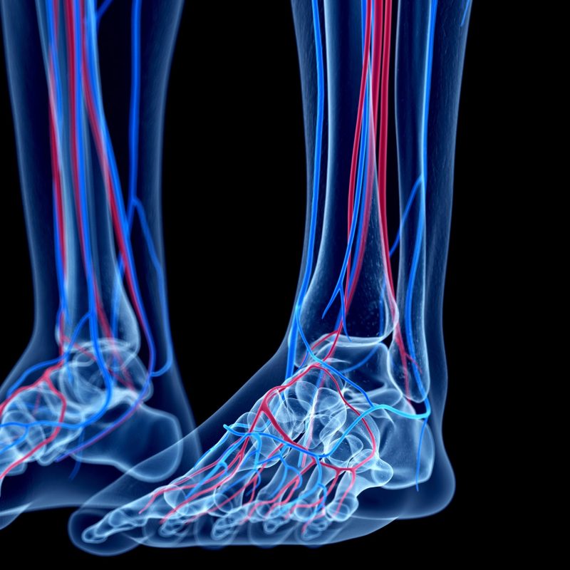 Veins Vector